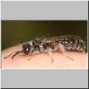 Tiphia femorata - Rollwespe w05 9mm auf der Hand - Teverener Heide.jpg